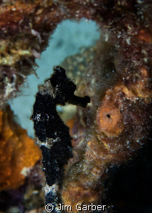 Long snout sea horse by Jim Garber 